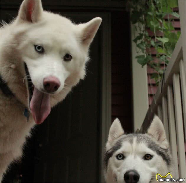 这些是世界上最危险的犬种，你了解多少呢