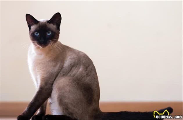 全身黑的黑猫，养了几个月变虎斑猫，这猫咪是褪色了吗？