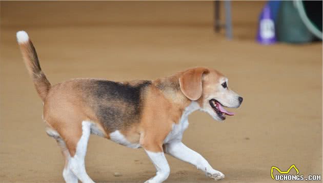 最容易失踪的5种“小型犬”，主人出门一定要看紧