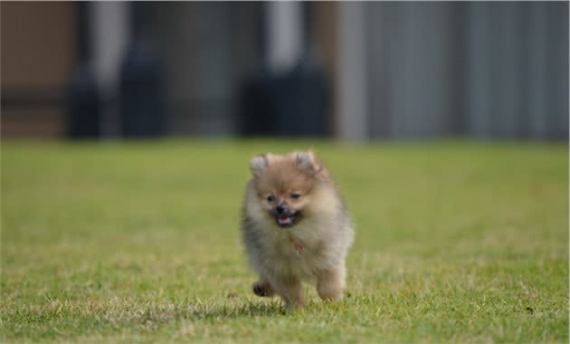 这6种狗狗很“难养”，如果你还没养过，那就别再去尝试了！