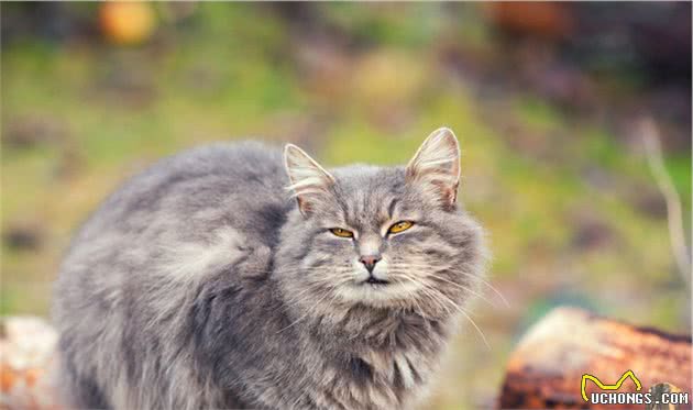 最为特例的猫品种，猫咪中的战斗猫，原谅我豪放不羁爱自由