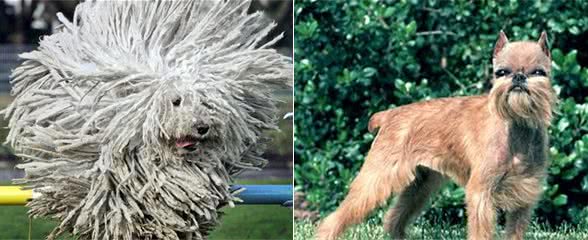 世界上最有趣的10种犬种（个人向）