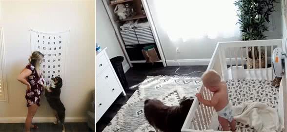 小主人睡醒哭闹，狗狗立刻站起来当保姆，用秘技安慰小主人别哭