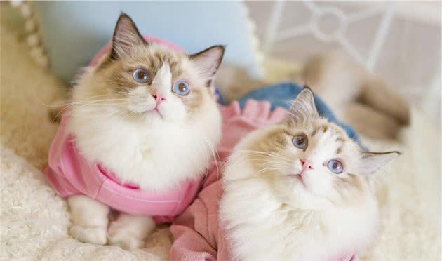 狗子猫猫得了耳螨如何治疗？