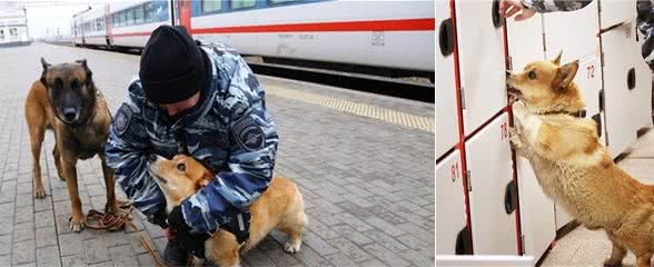 短腿也有出头日？战斗民族竟用柯基当警犬？狗狗9岁了如今刚退休