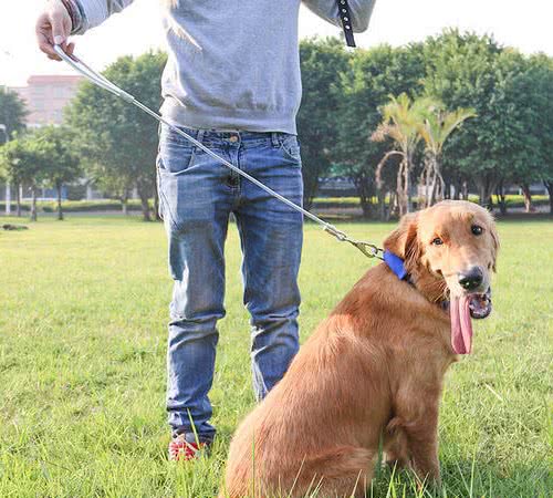 宠物小课堂｜犬猫的交流（一）—犬