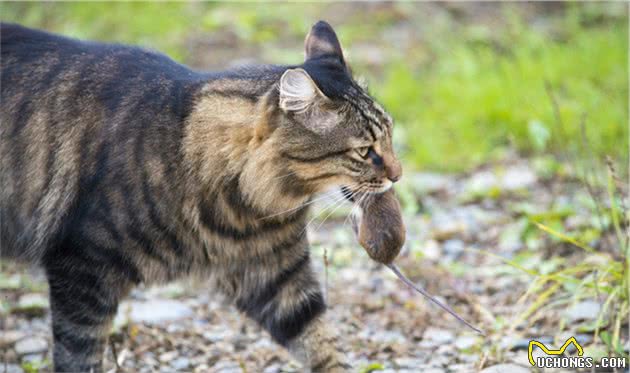 狸花猫是个宝，有这7个优点，可惜没人知道