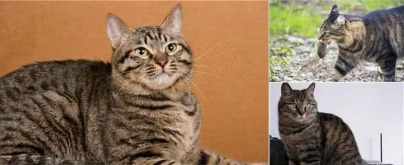 狸花猫是个宝，有这7个优点，可惜没人知道