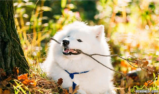 养萨摩耶犬有哪些问题需要注意