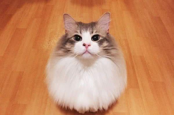 挪威森林猫洗澎澎仙气瞬间消风小一号　网友笑歪：裸照外流