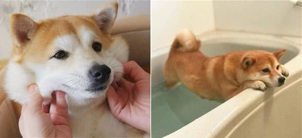 实用的柴犬饲养技巧为您分享