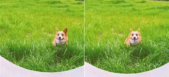 犬瘟热详解
