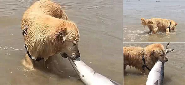 第1次带狗狗去海边它却猛地冲向大海，主人：它带着好东西回来了