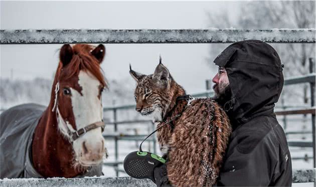 让六只傻狗调教生性凶猛的山猫，山猫：妈妈再也不用担心我的智商