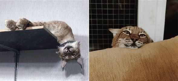让六只傻狗调教生性凶猛的山猫，山猫：妈妈再也不用担心我的智商
