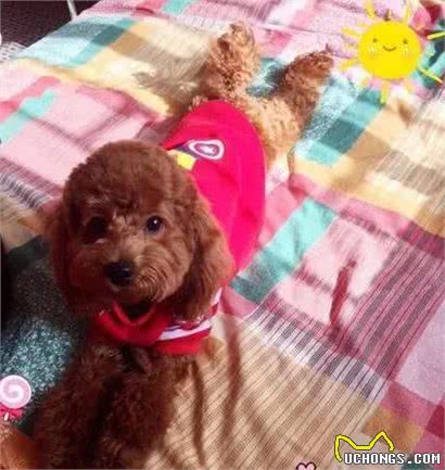 据说狗狗养久了，都会出现一些毛病