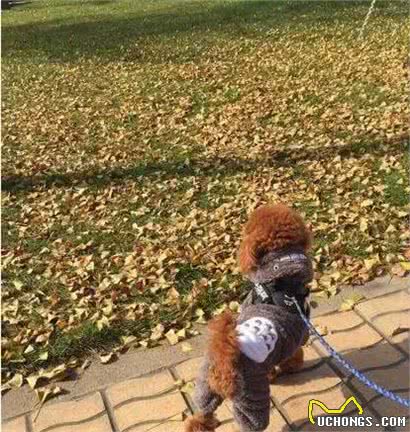 据说狗狗养久了，都会出现一些毛病