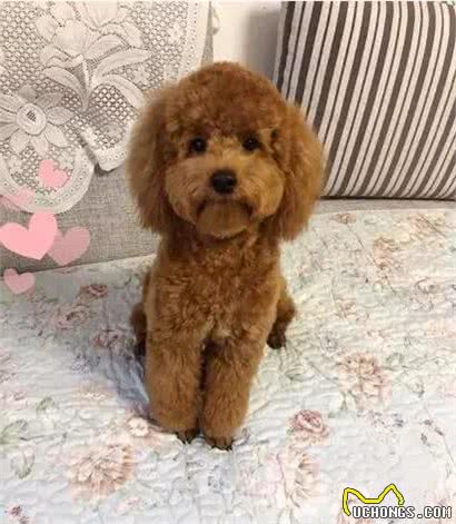 据说狗狗养久了，都会出现一些毛病