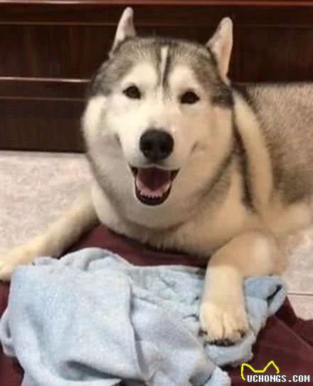 据说狗狗养久了，都会出现一些毛病