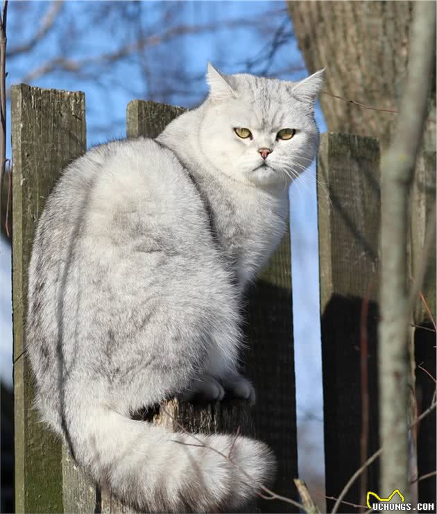 辟谣：猫咪身上有很多秘密，这五条冷知识连铲屎官都不一定全知道