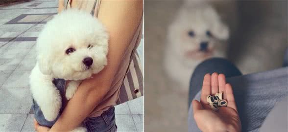 听说比熊犬很“危险”，网友：这6点太可怕了