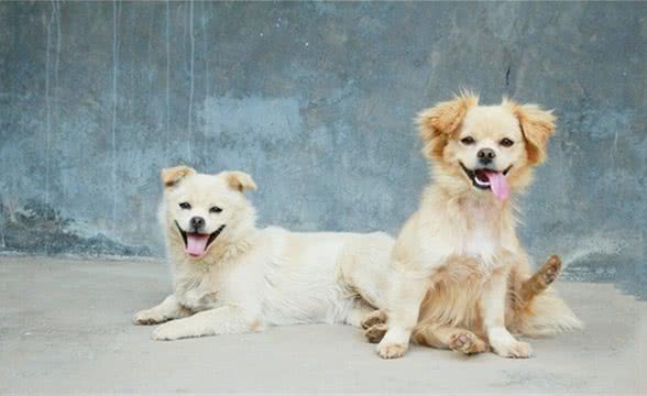 狗狗的耳朵会说话，你知道吗？