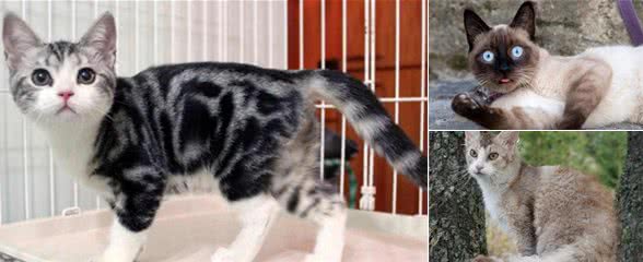 想养猫又害怕掉毛？下面这些猫几乎不掉毛，特别是最后一种！
