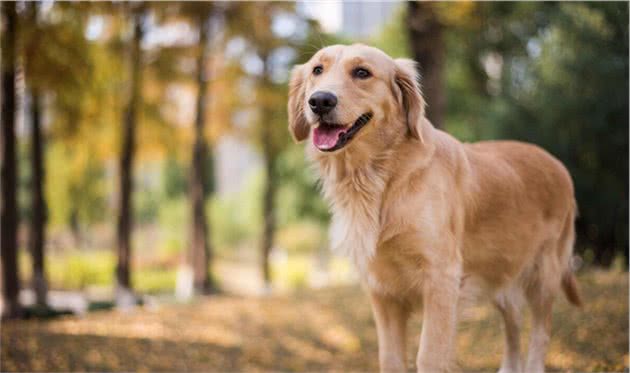 金毛犬呕吐怎么办？