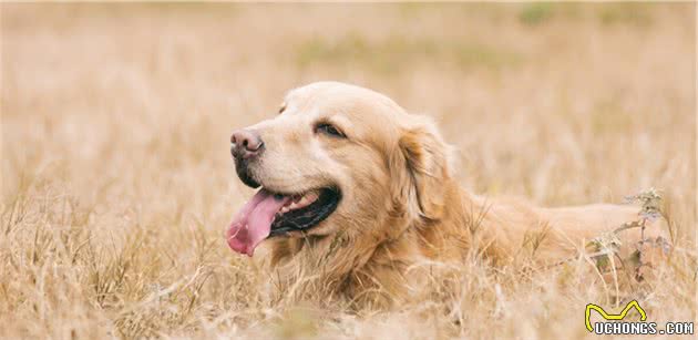 金毛犬呕吐怎么办？