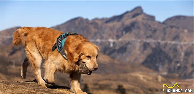 金毛犬呕吐怎么办？