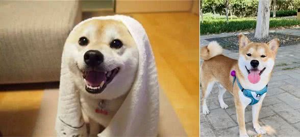 当柴犬出现以下表现，证明它已经被你“养熟”认主了