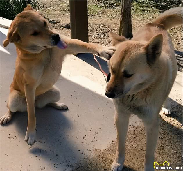 狗狗犯错后的，6大常见反应，网友：一只比一只机灵