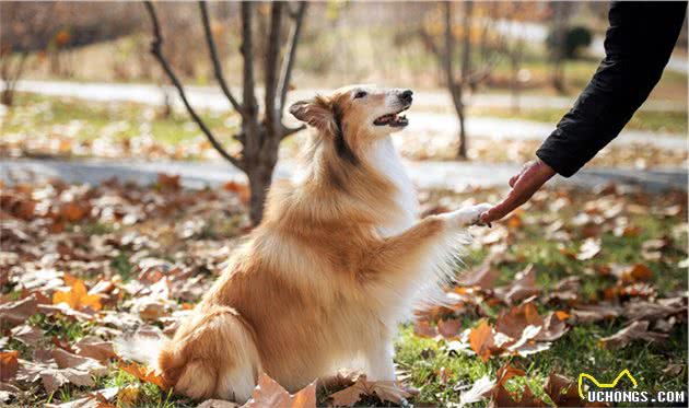 缮宠学堂：除了德牧，这4种牧羊犬也很优秀，有你喜欢的吗？