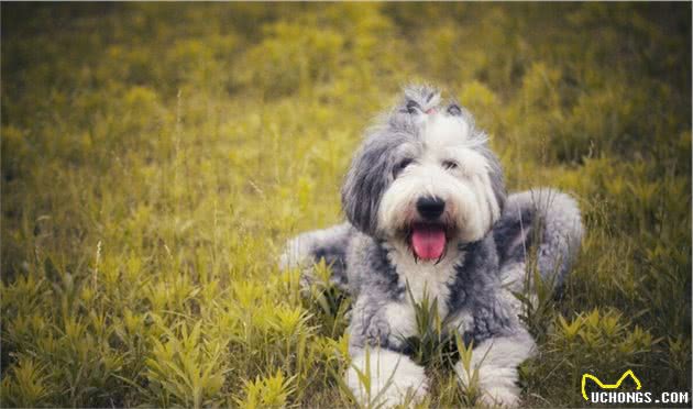 缮宠学堂：除了德牧，这4种牧羊犬也很优秀，有你喜欢的吗？