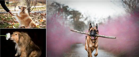 缮宠学堂：除了德牧，这4种牧羊犬也很优秀，有你喜欢的吗？