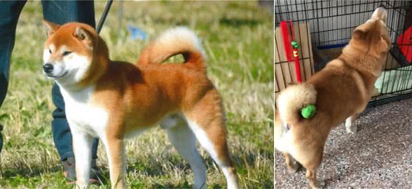 把玩具藏狗狗身上，固执柴犬找遍全家：我明明没有乱放