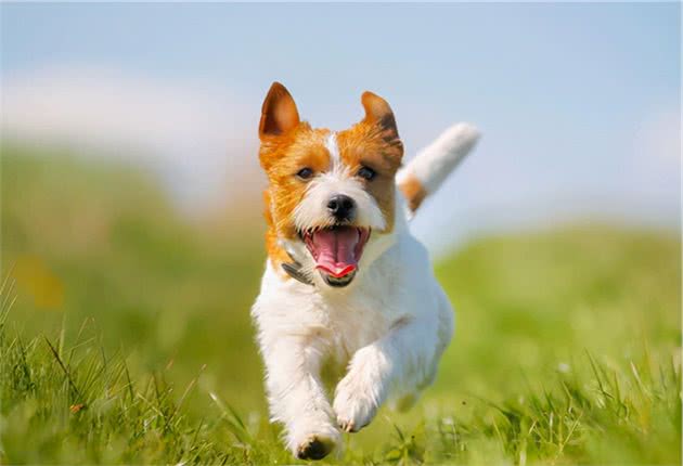 AKC第3组：梗犬组代表犬种：杰克罗素梗、美国斯塔福梗