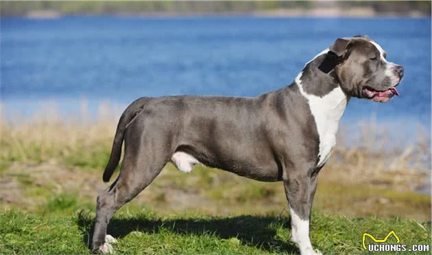 AKC第3组：梗犬组代表犬种：杰克罗素梗、美国斯塔福梗
