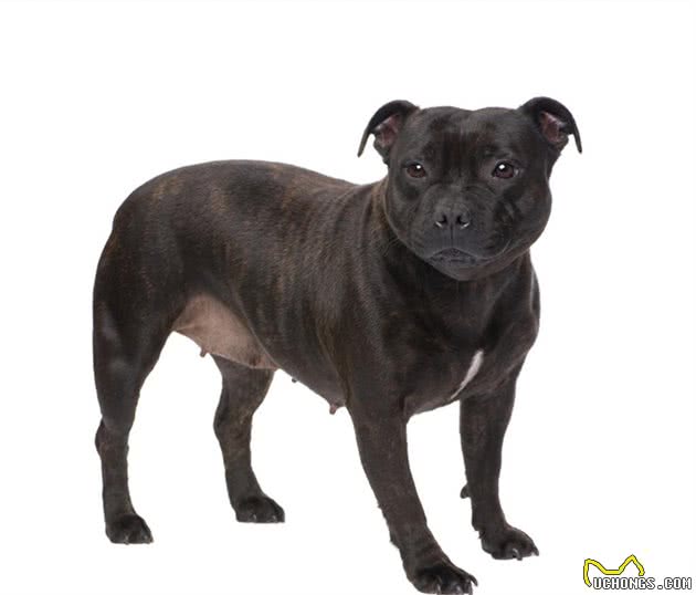 AKC第3组：梗犬组代表犬种：杰克罗素梗、美国斯塔福梗