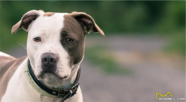 AKC第3组：梗犬组代表犬种：杰克罗素梗、美国斯塔福梗