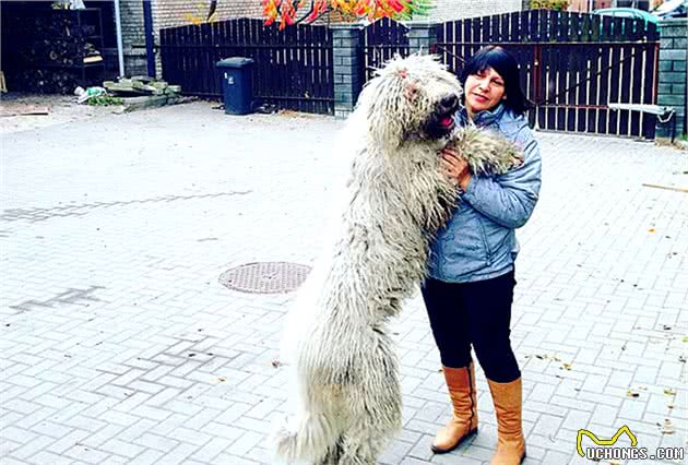 河里会游泳的拖把是它？可蒙犬一身天然吉利服，古时曾令狼群绝迹