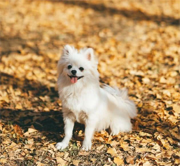 如何训练狗狗之坐下