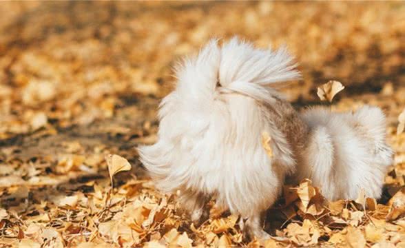 如何训练狗狗之坐下