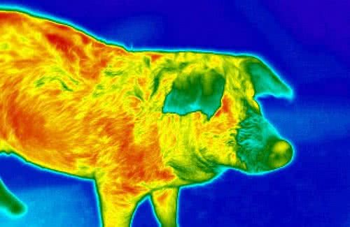 听不清、看不见的狗也能成功狩猎！因为鼻子能“看”到热辐射成像