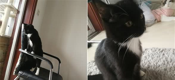 我们在吃保健品的同时，别忘记给猫咪吃哦