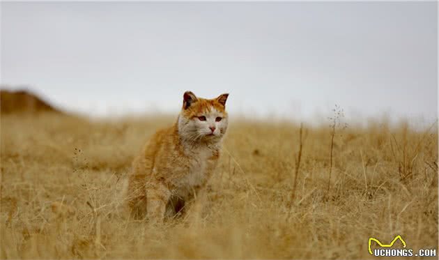 六种很受欢迎的宠物猫