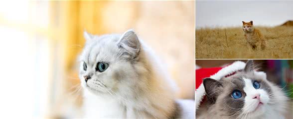 六种很受欢迎的宠物猫