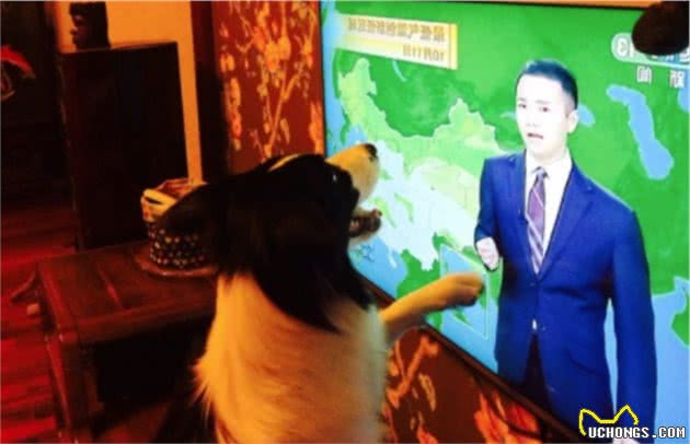 边境牧羊犬的智商超乎你的想象