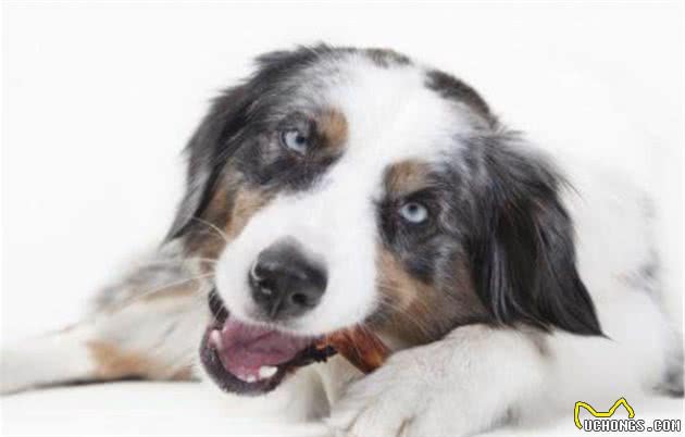 边境牧羊犬的智商超乎你的想象