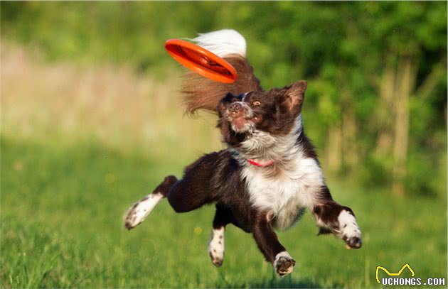 边境牧羊犬的智商超乎你的想象